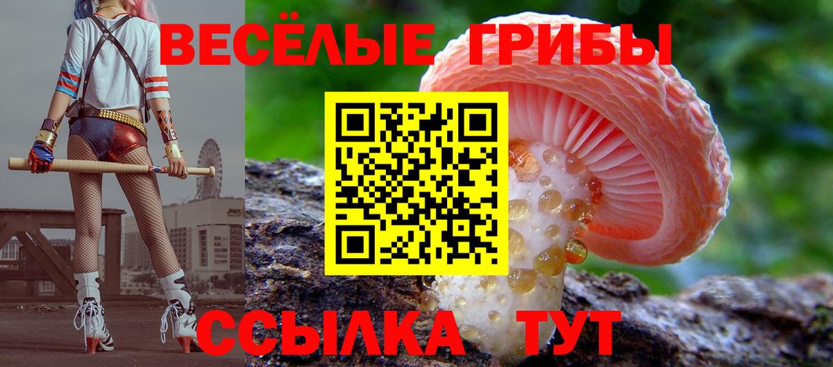 Псилоцибиновые грибы Cubensis Кувандык